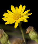 Maryland goldenaster